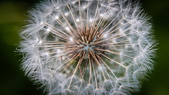 Macro Close-Up of Dandelion Seed Head with White Fluff