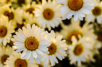 Close-up of white daisy with yellow center in field