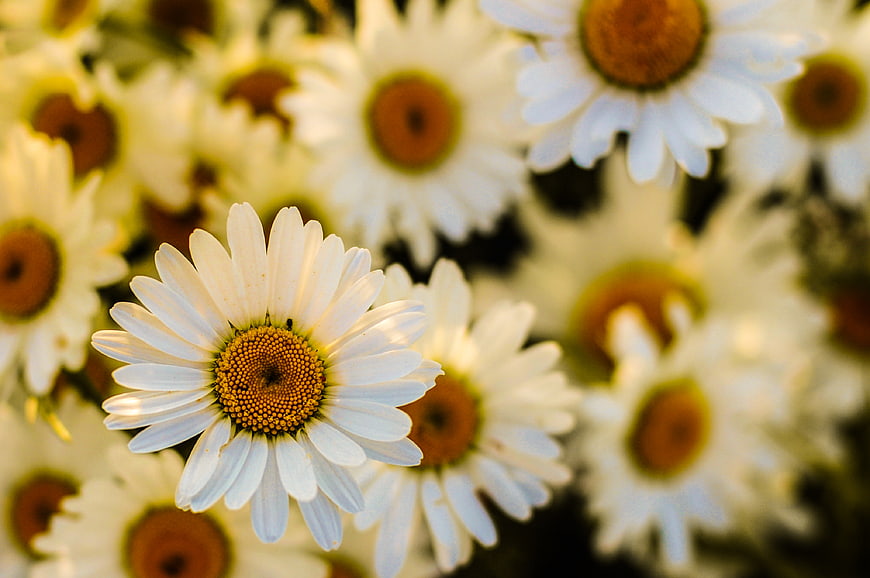 Close-up of white daisy with yellow center in field