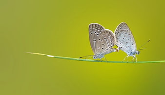 Two mating butterflies on a green grass stem