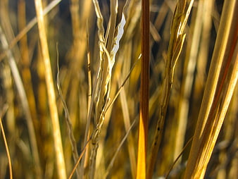 Close-up of golden wheat stalks in sunlight