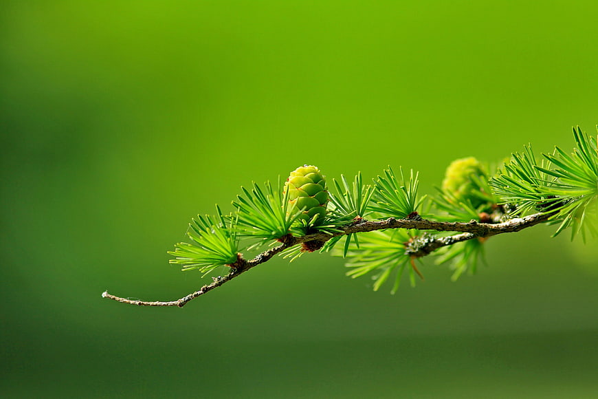 Close-up of a green pine branch with needles and cone