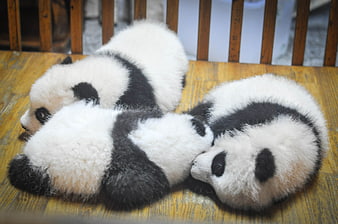 Cute baby pandas sleeping together on wooden floor