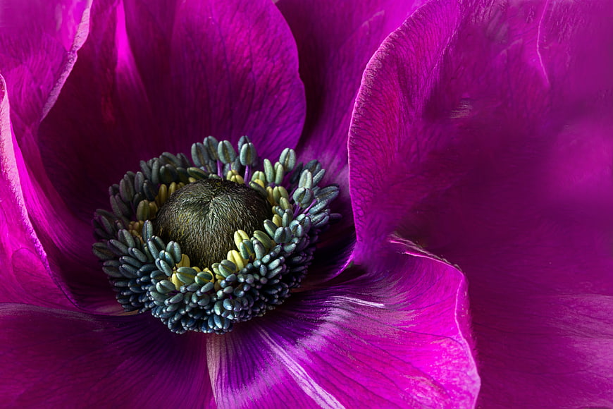 Vibrant Purple Anemone Flower Macro Close Up