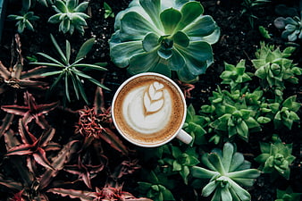 Top View Latte Art Coffee Cup Surrounded by Succulents