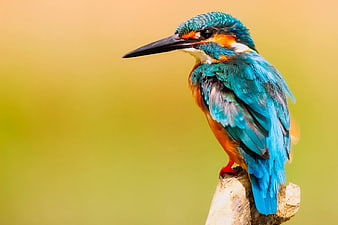Vibrant Kingfisher Perched on Branch with Yellow Background