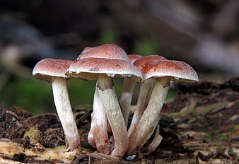 Cluster of Red-Capped Mushrooms Growing on Forest Log