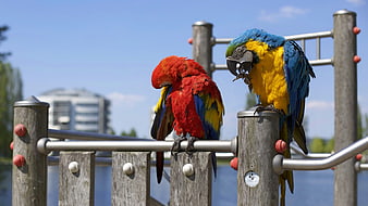 Two colorful macaws perched on a wooden railing outdoors