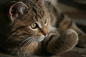 Close-up portrait of a brown tabby cat with green eyes