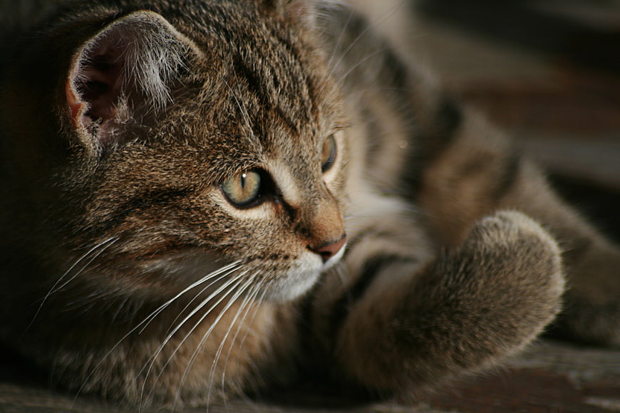Close-up portrait of a brown tabby cat with green eyes