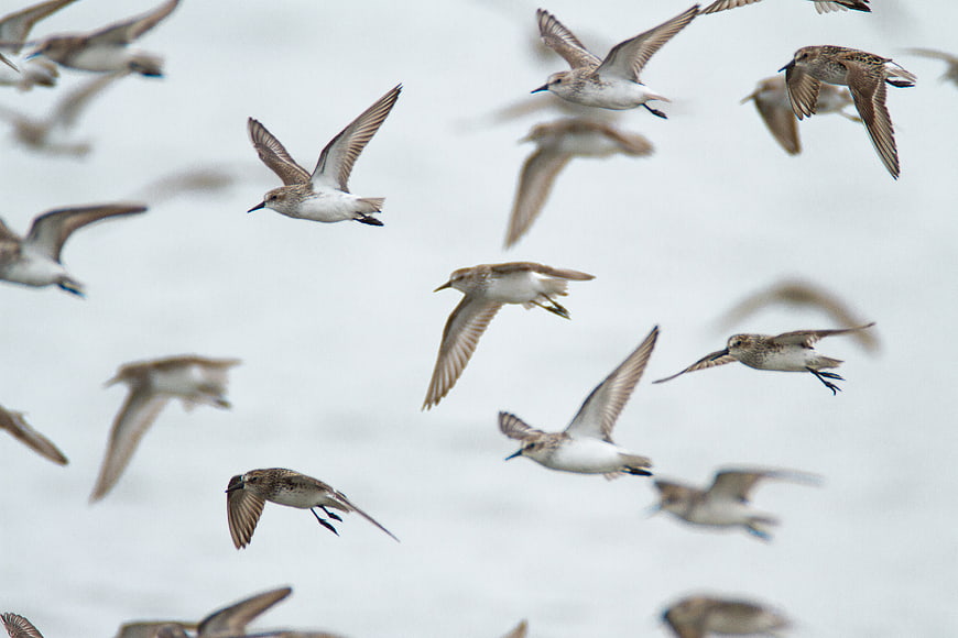 Flock of Sandpipers Flying in Flight Against White Sky