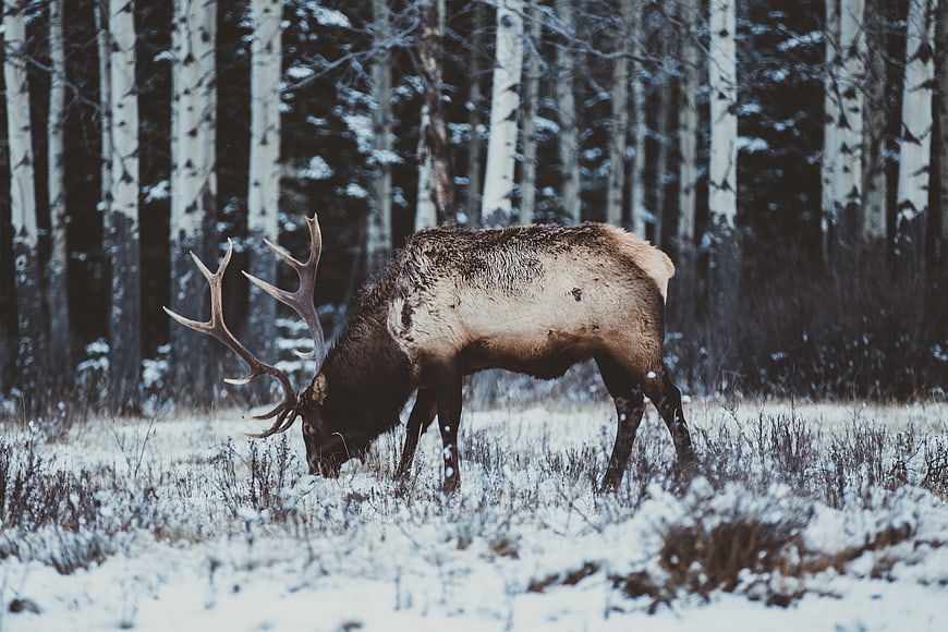Majestic Elk Grazing in Snowy Winter Forest
