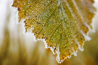 Close-up of frost-covered leaf edge in winter