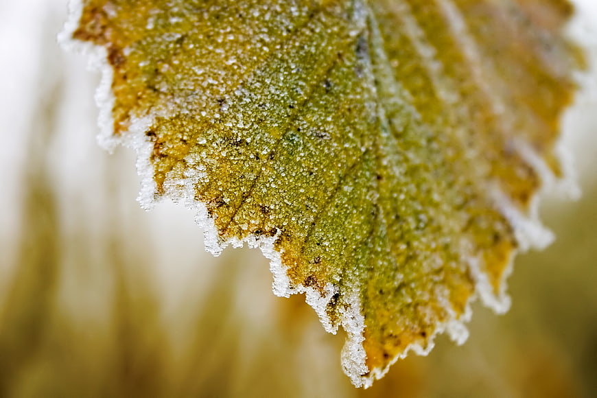 Close-up of frost-covered leaf edge in winter