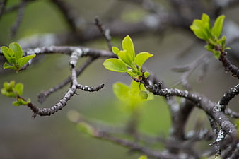 Close-up of fresh green leaves sprouting on a tree branch