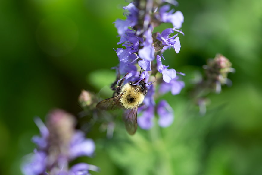 Bumblebee Pollinating Purple Salvia Flower Close Up