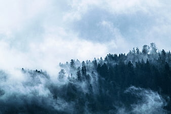 Misty Pine Forest on Mountain Ridge