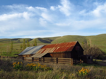 Rustic wooden barn with rusty roof in rolling green hills