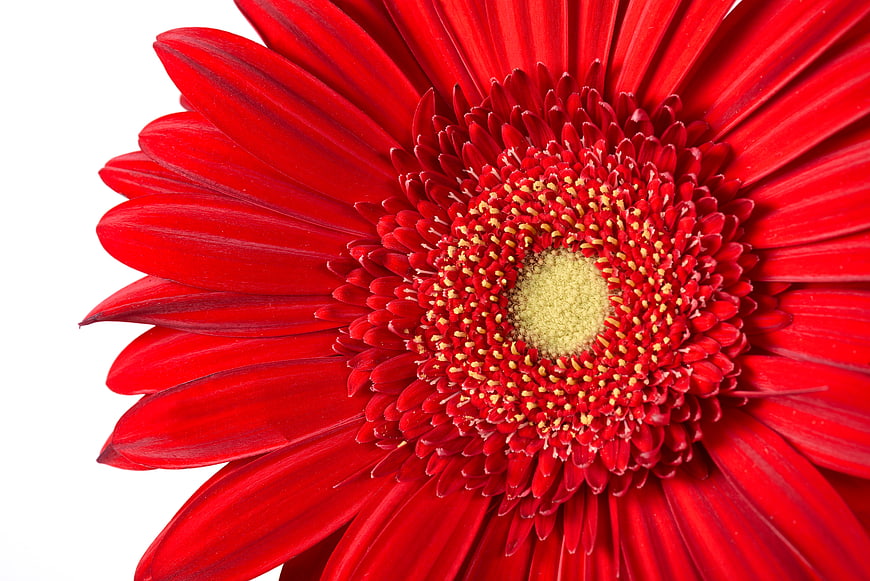 Close-up of a vibrant red gerbera daisy on white background