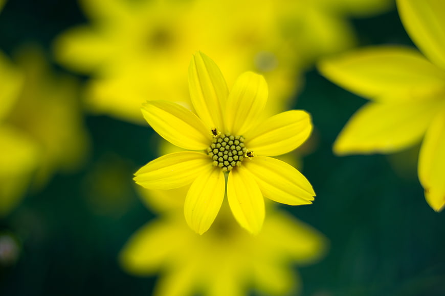Close-up of a bright yellow flower with blurred background