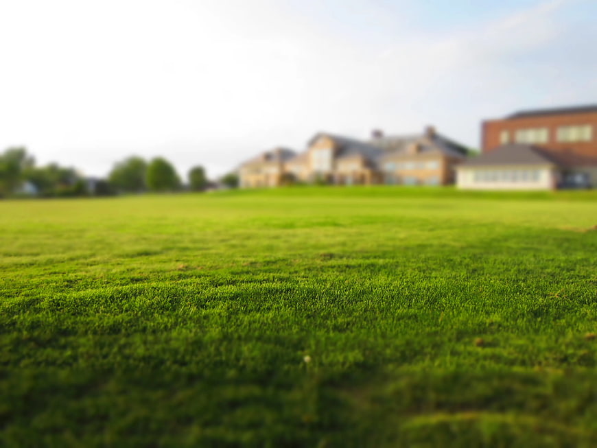 Close-up of vibrant green grass with blurred suburban houses