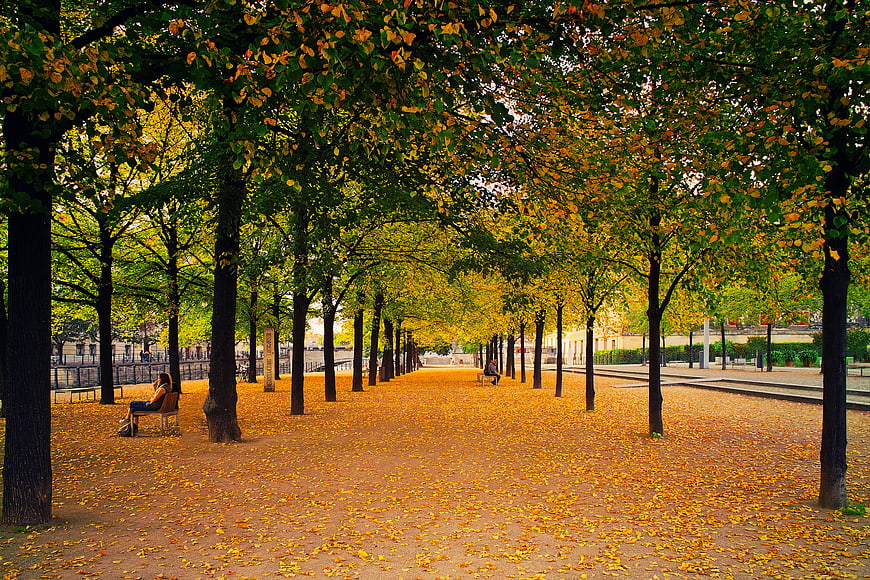 Autumn Park Pathway with Golden Leaves and Trees