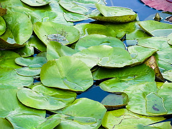 Vibrant green lily pads floating on dark blue pond water