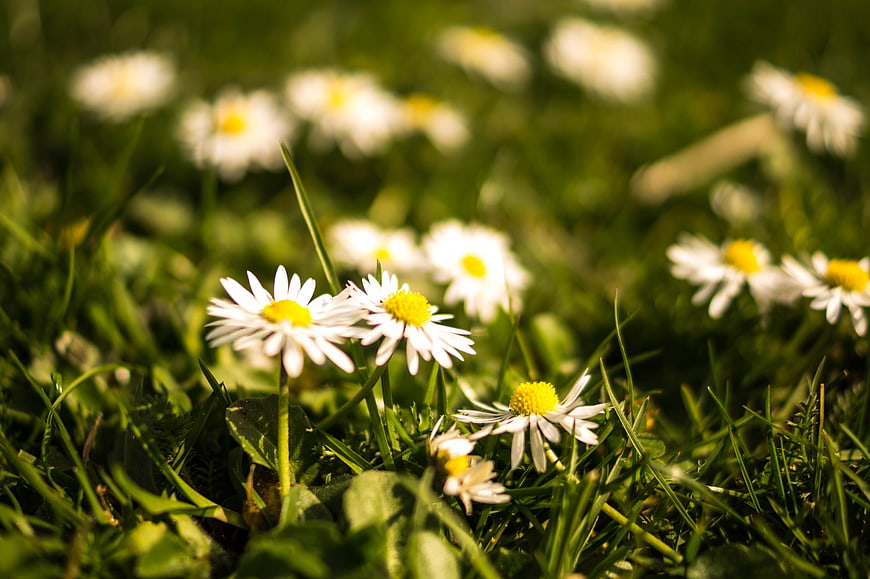 Close-up of white daisies blooming in green grass