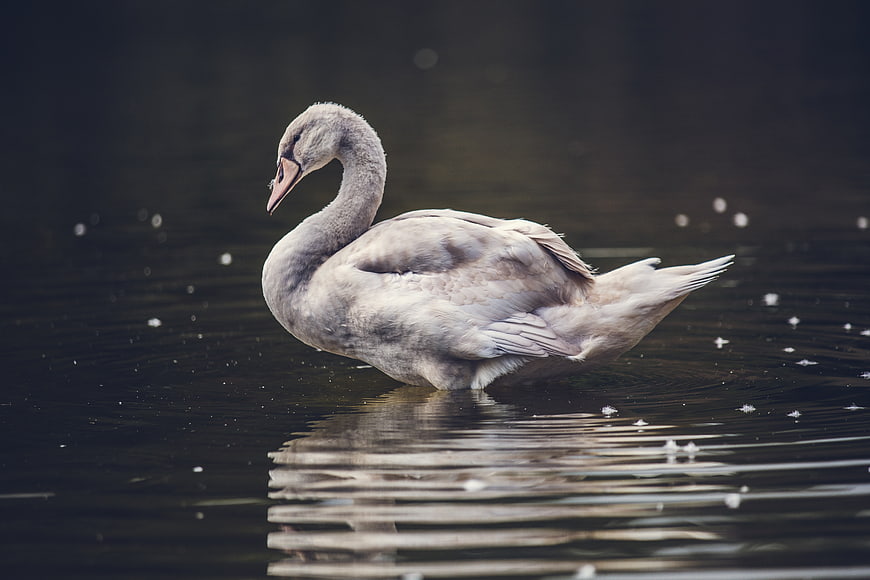 Young gray swan swimming in calm dark water