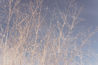Frosty Wild Grass Stems Against Blue Sky Background