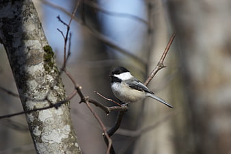 Black-capped Chickadee Perched on a Bare Tree Branch