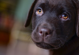 Close-up portrait of a chocolate Labrador puppy face
