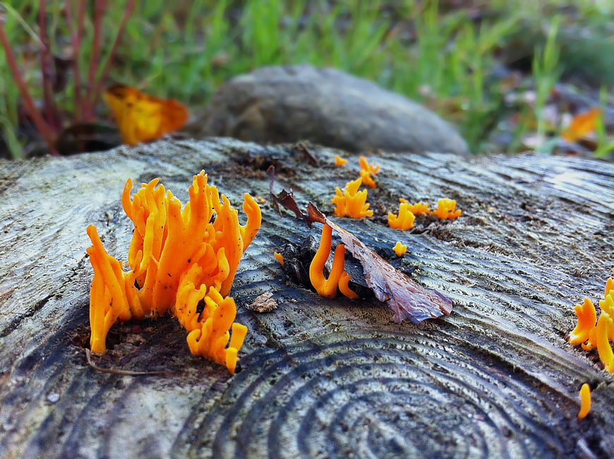 Vibrant Orange Coral Fungi Growing on Weathered Tree Stump