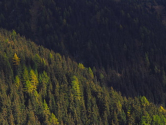 Sunlit coniferous forest on a steep mountain slope