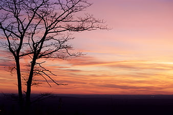 Silhouette of bare tree against vibrant pink and orange sunset sky
