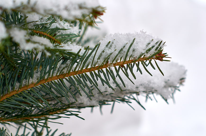 Close-up of Snowy Pine Branches in Winter