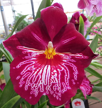 Close-up of vibrant magenta orchid with white markings