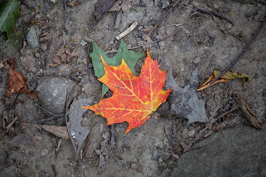 Vibrant Red Maple Leaf on Forest Floor