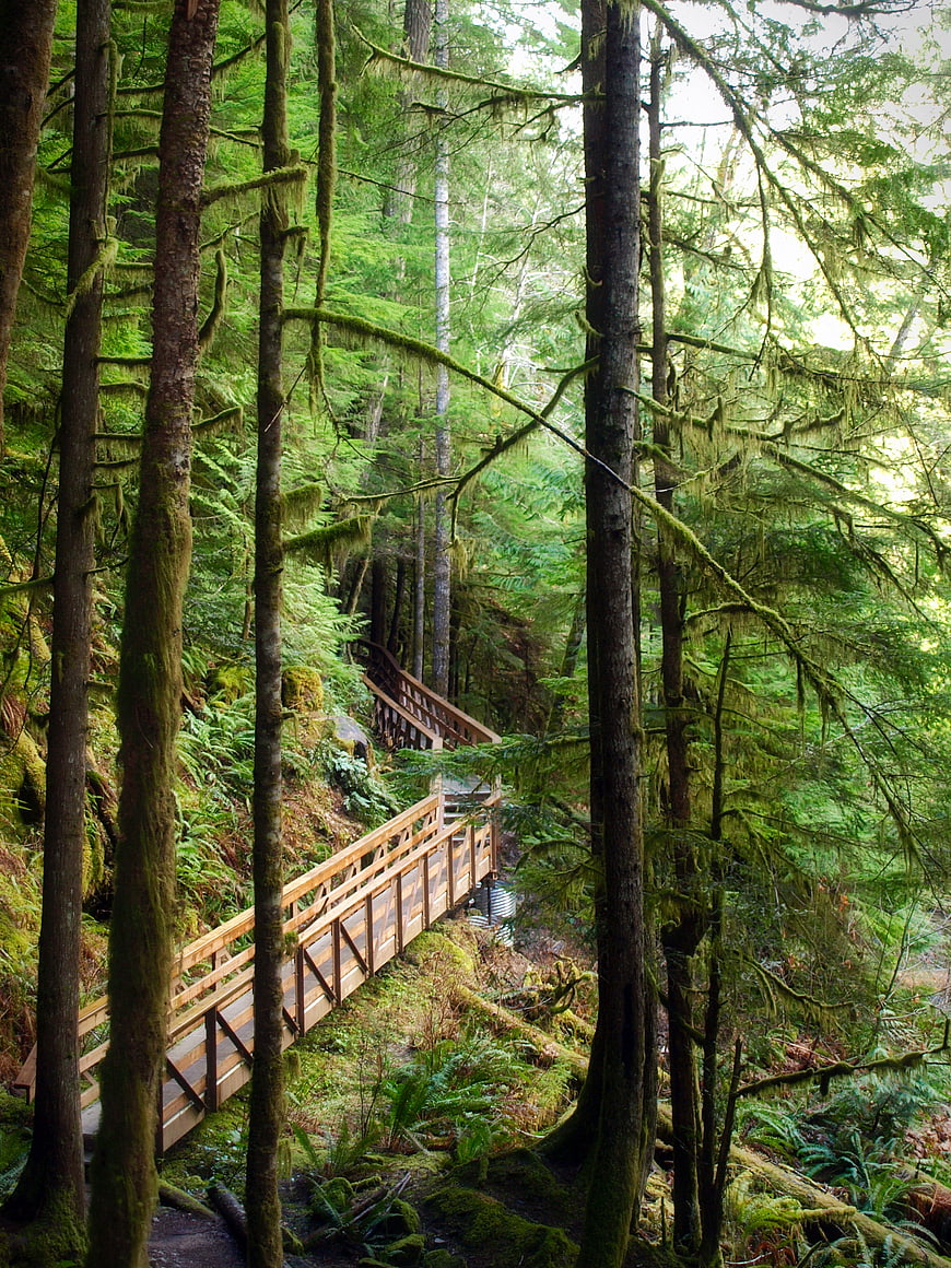 Wooden boardwalk trail winding through lush mossy forest