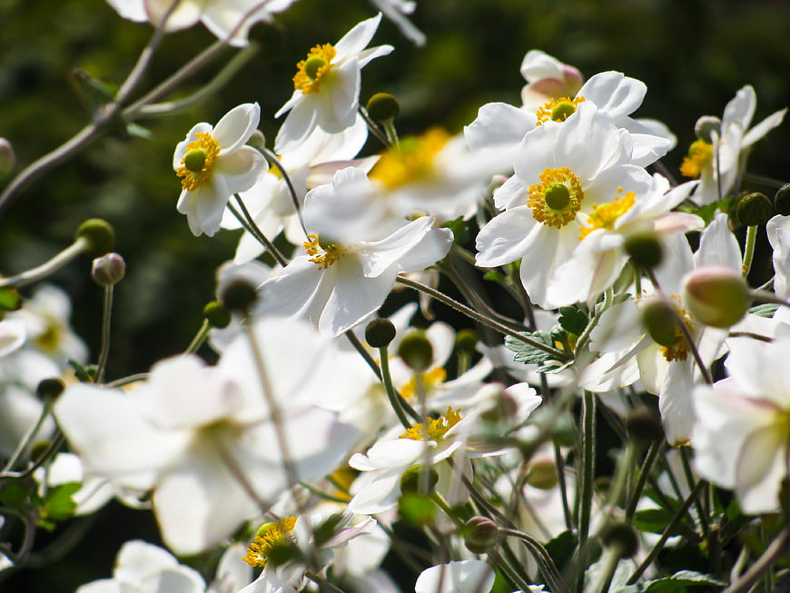 Close-up of white anemone flowers with yellow centers in sunlight