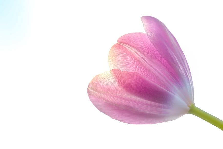 Single pink tulip flower on white background
