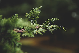 Close-up of green cedar branch with water droplets
