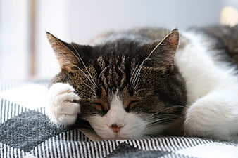 Sleeping Tabby Cat Covering Eye with Paw