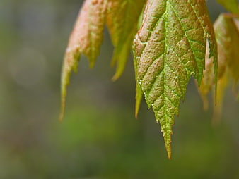Close-up of wet green maple leaf with autumn tints
