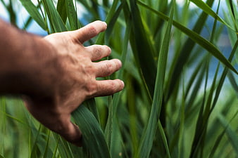 Close-up of hand touching green grass blades in nature