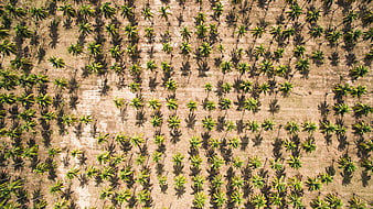 Aerial View of Palm Tree Plantation on Sandy Soil