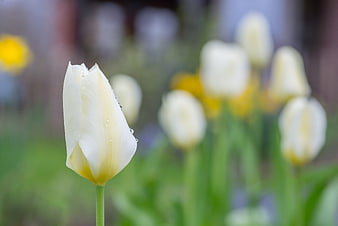 Close-up of white tulip with water droplets in garden