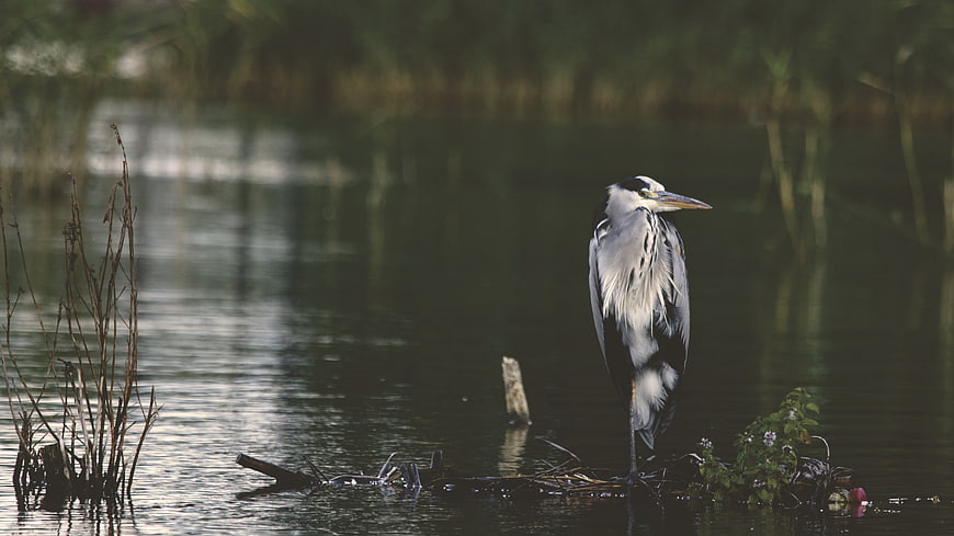 Grey Heron Standing on Log in Calm River