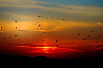 Silhouetted Flock of Birds Flying Against Vibrant Sunset Sky