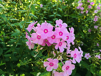 Pink Phlox Flowers in a Lush Green Garden